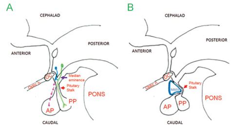 pituitary stalk effect.